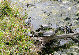 Paratge Natural de l'Albera